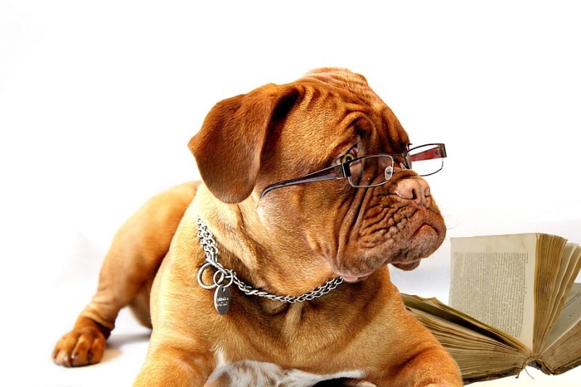 pet friendly office