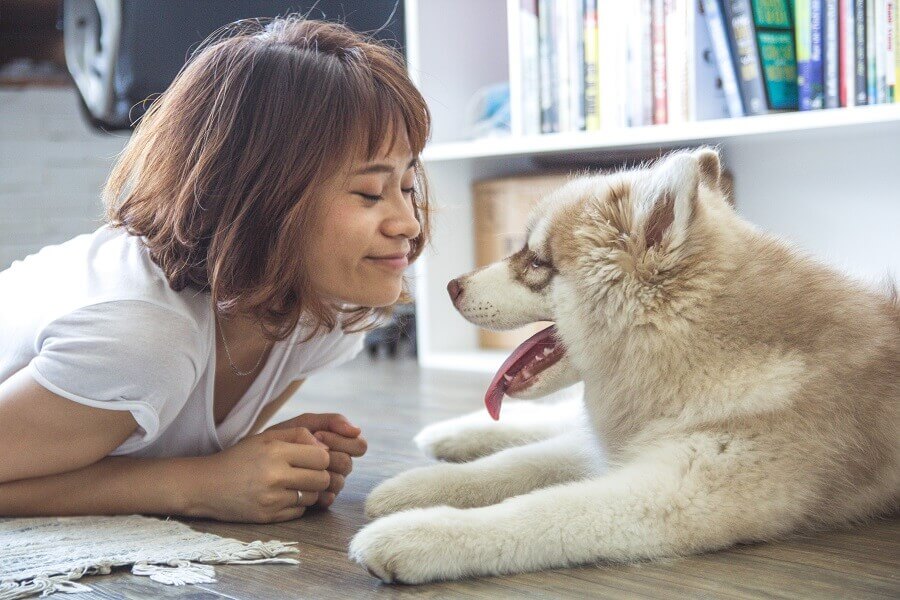 Bringing Pets At Work