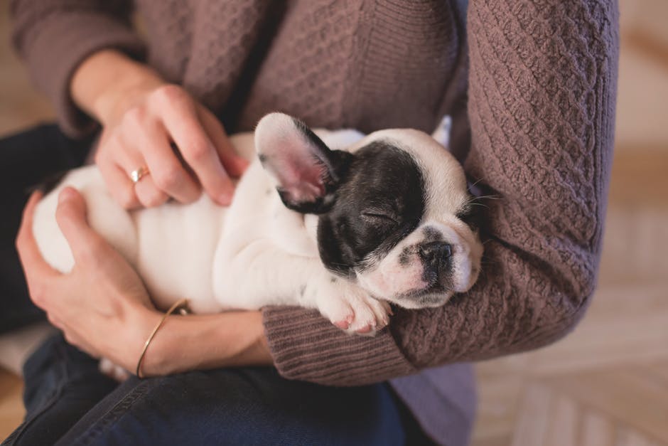 Pawternity leave