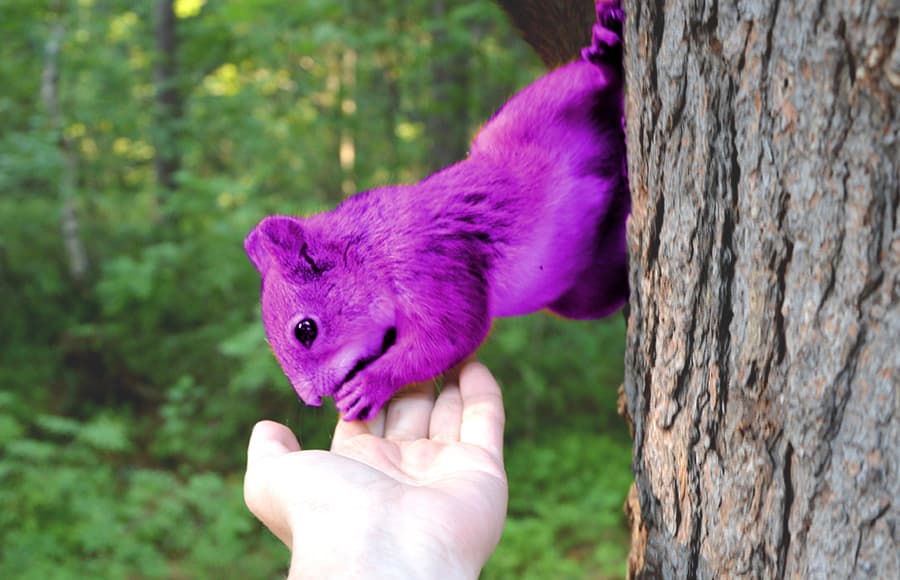 purple squirrels unicorns in recruitment hiring professional HR