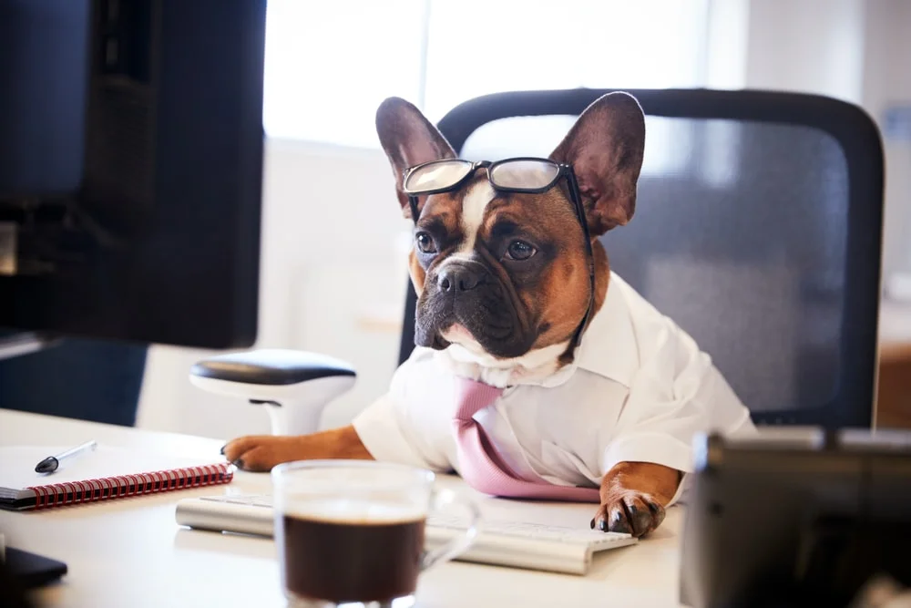 dog friendly workplace, dog to work international dog day