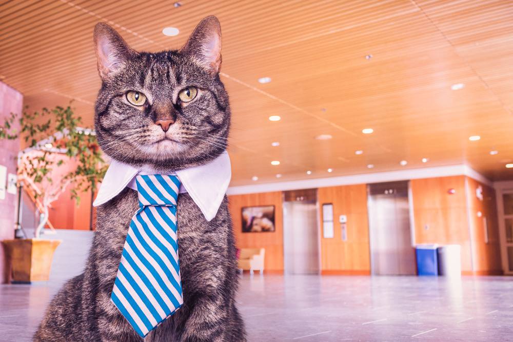 working from home pros and cons